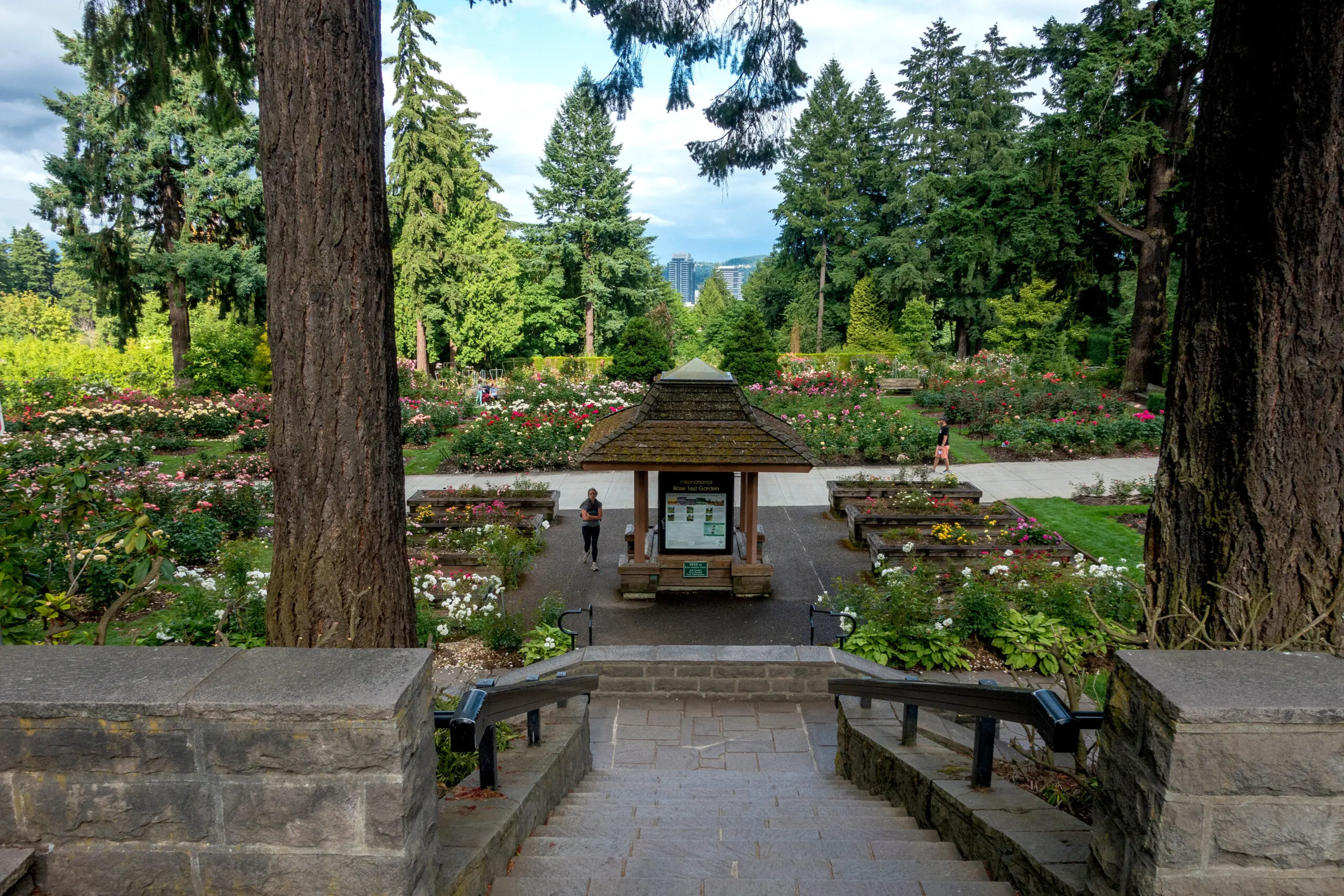 Portland international rose garden.